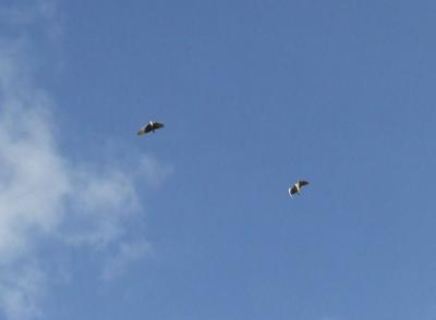 Прикрепленное изображение: 010-1.jpg